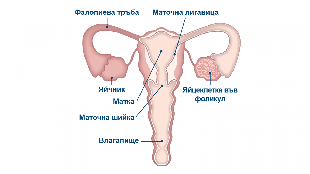 Женски репродуктивни органи